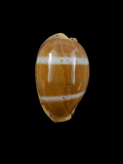 Cypraea lutea lutea 21,7 mm Gem-9460