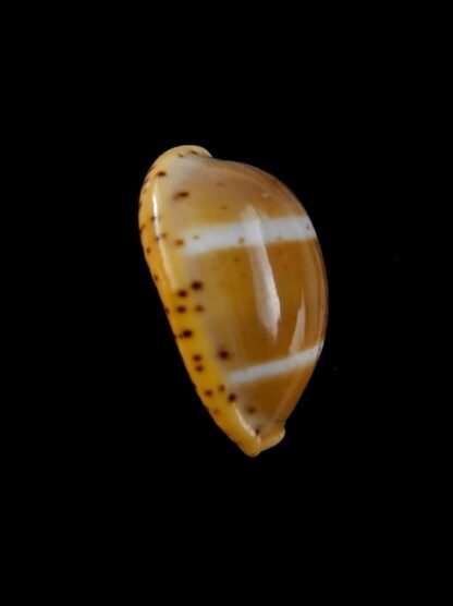 Cypraea lutea lutea 21,7 mm Gem-9458