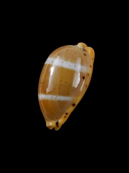 Cypraea lutea lutea 21,7 mm Gem-9457