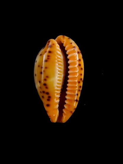 Cypraea lutea lutea 21,2 mm Gem-9449