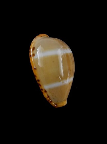 Cypraea lutea lutea 21,2 mm Gem-9447