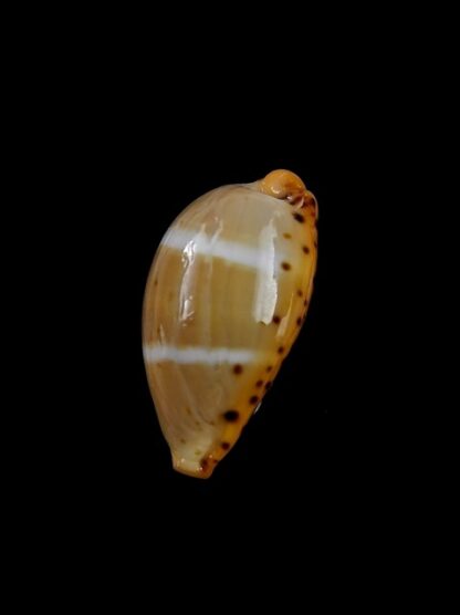 Cypraea lutea lutea 21,2 mm Gem-9450