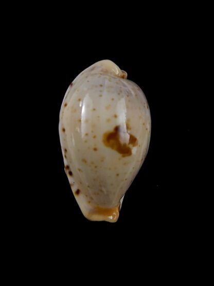 Cypraea saulae nugata f. crakei 22,5 mm Gem-9470