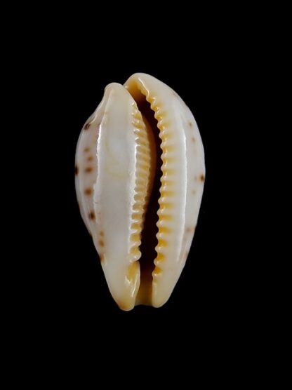 Cypraea saulae nugata f. crakei 22,5 mm Gem-9472