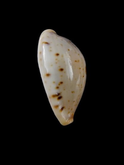 Cypraea saulae nugata f. crakei 22,5 mm Gem-9474