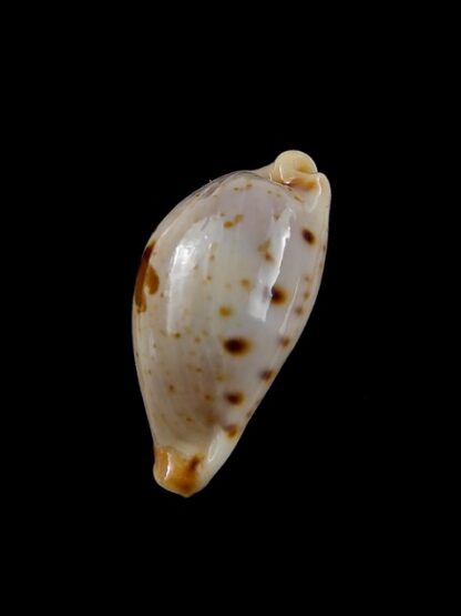 Cypraea saulae nugata f. crakei 22,5 mm Gem-9473