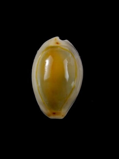 Cypraea annulus " rusty " 21,8 mm Gem-9397