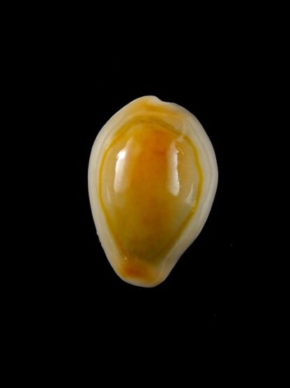 Cypraea annulus " rusty " 20,9 mm Gem-9384