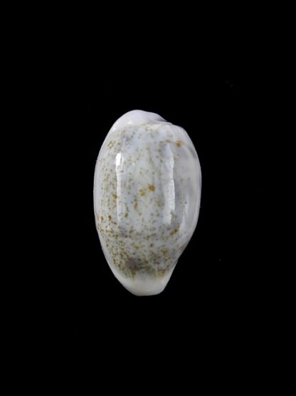 Cypraea pallidula rhinoceros 21,2 mm Gem-9468