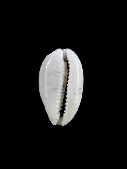 Cypraea pallidula rhinoceros 21,2 mm Gem-9469
