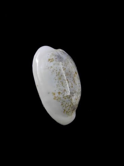 Cypraea pallidula rhinoceros 21,2 mm Gem-9465