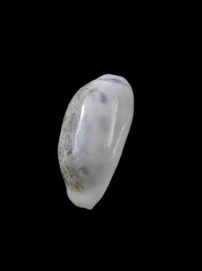 Cypraea pallidula rhinoceros 21,2 mm Gem-9467