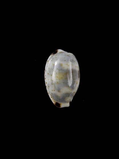 Cypraea kieneri f. depriesteri 15 mm Gem-9422