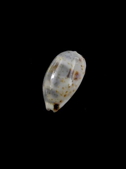 Cypraea kieneri f. depriesteri 15 mm Gem-9421