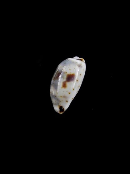 Cypraea kieneri f. depriesteri 14 mm Gem-9412