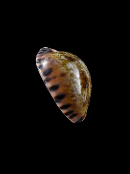 Cypraea arabicula 25 mm Gem-9402