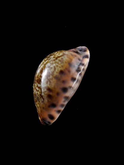 Cypraea arabicula 25 mm Gem-9400