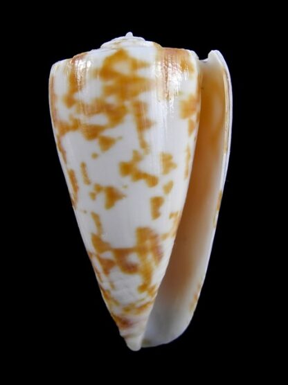 Conus rufimaculosus 42,3 mm Gem-9598