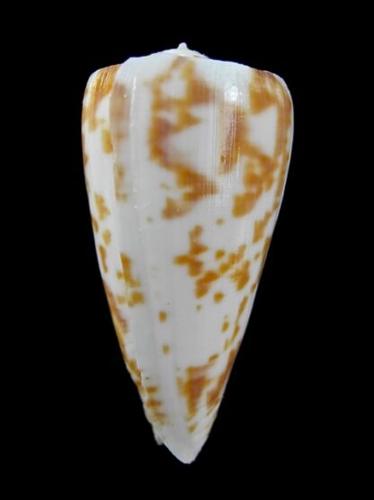 Conus rufimaculosus 42,3 mm Gem-9596