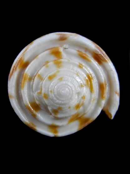 Conus rufimaculosus 42,3 mm Gem-9597