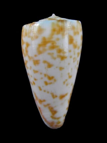 Conus rufimaculosus 40,9 mm Gem-9584