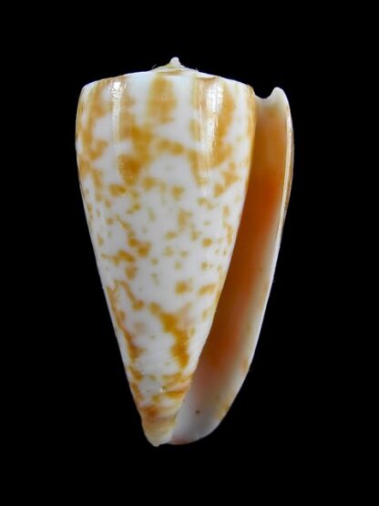 Conus rufimaculosus 40,9 mm Gem-9585