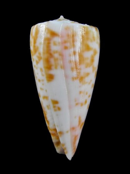 Conus rufimaculosus 40,9 mm Gem-9587