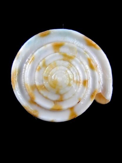 Conus rufimaculosus 40,9 mm Gem-9588