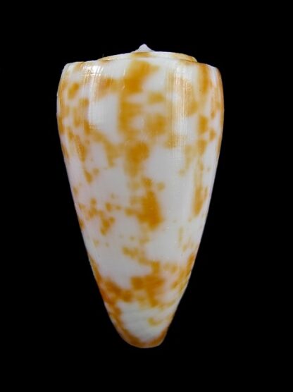 Conus rufimaculosus 39,3 mm Gem-9565