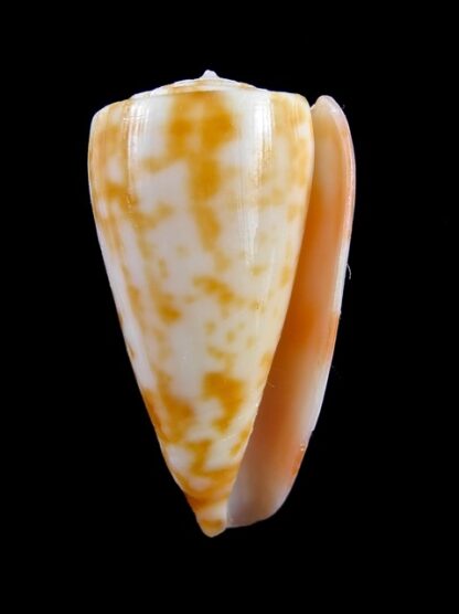 Conus rufimaculosus 39,3 mm Gem-9566