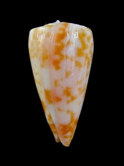 Conus rufimaculosus 39,3 mm Gem-9568