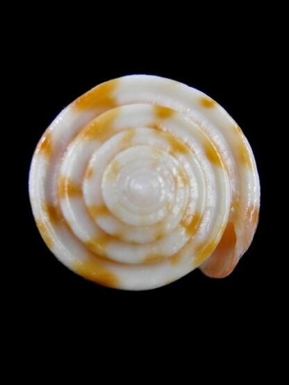 Conus rufimaculosus 39,3 mm Gem-9564
