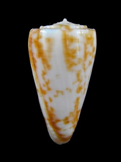 Conus rufimaculosus 40,2 mm Gem-9574
