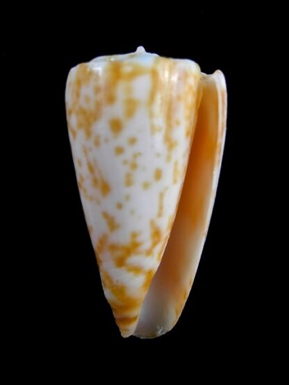 Conus rufimaculosus 40,2 mm Gem-9578