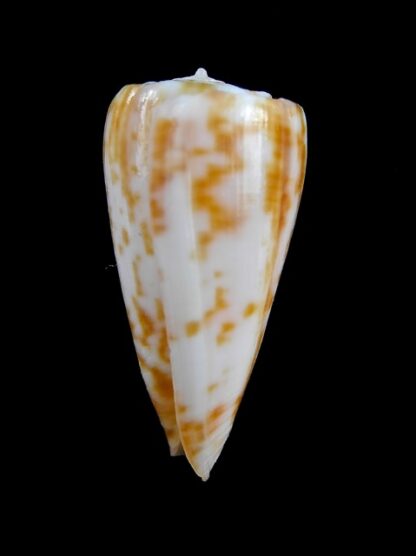 Conus rufimaculosus 40,2 mm Gem-9576