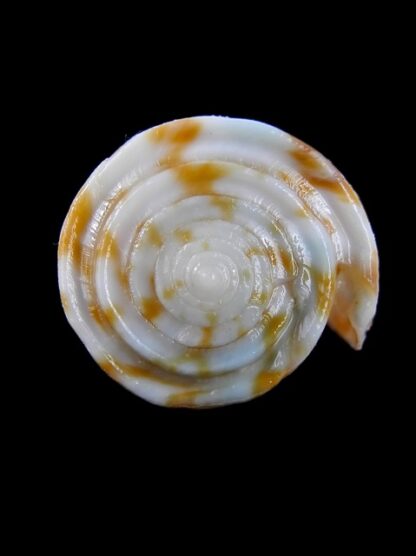 Conus rufimaculosus 40,2 mm Gem-9575