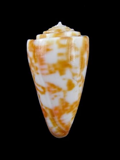 Conus rufimaculosus 36,6 mm Gem-9558