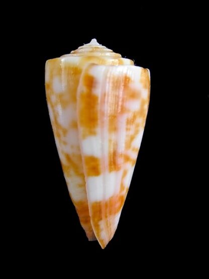 Conus rufimaculosus 36,6 mm Gem-9556