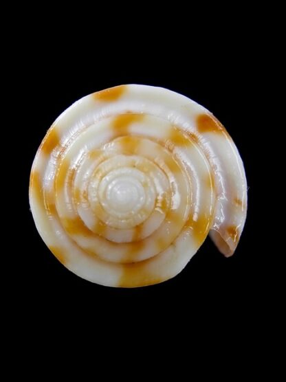 Conus rufimaculosus 36,6 mm Gem-9557