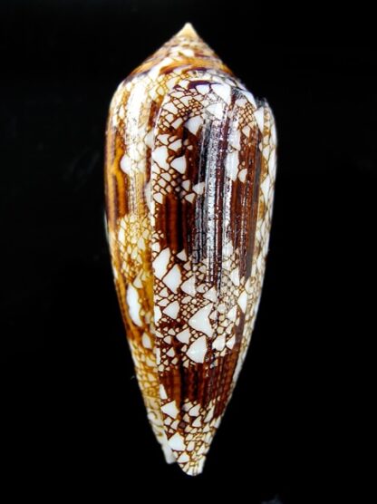 Conus aureus Gem 48,7 mm-9541
