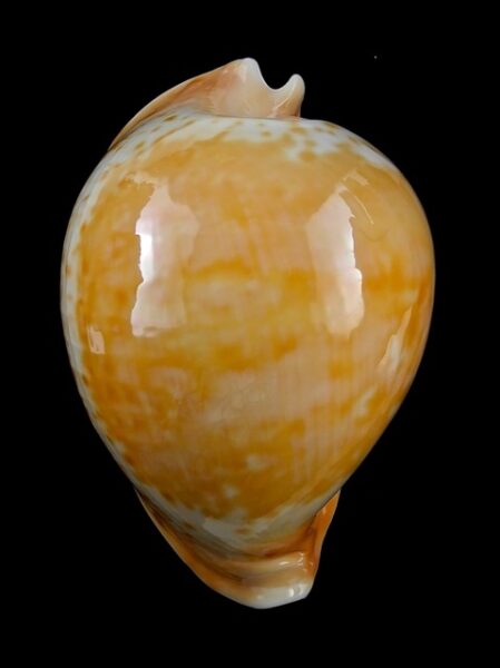 Umbilia armeniaca"Special color" 83 mm Gem-0
