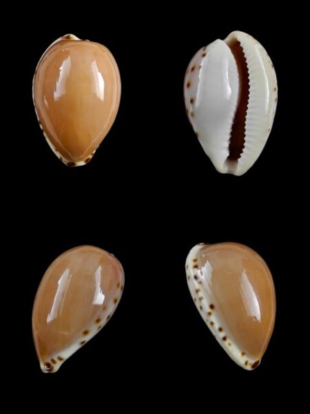 Notocypraea angustata angustata." Giant" 28,6 mm Gem-0