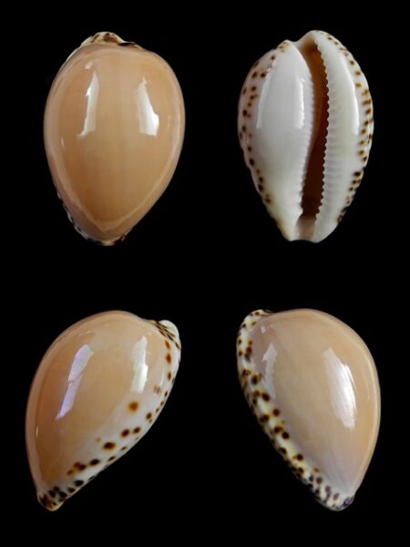 Notocypraea angustata angustata." Giant" 29,9 mm Gem-0