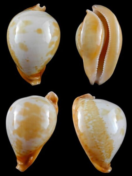 Umbilia armeniaca"Special color" 101,4 mm Gem-0