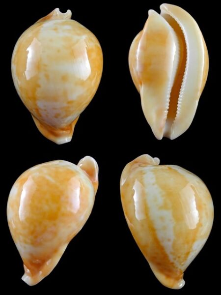 Umbilia armeniaca"Special color" 106,5 mm Gem --0