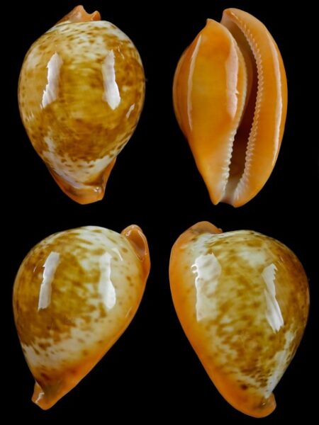 Umbilia armeniaca westralica 78,4 mm Gem-0