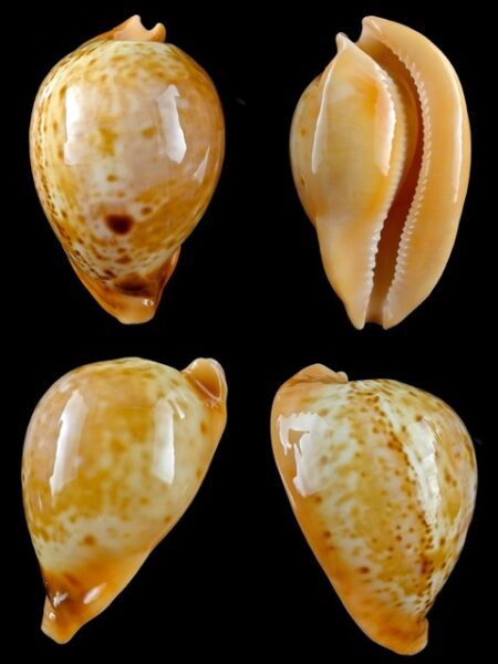 Umbilia armeniaca westralica 78,5 mm Gem-0