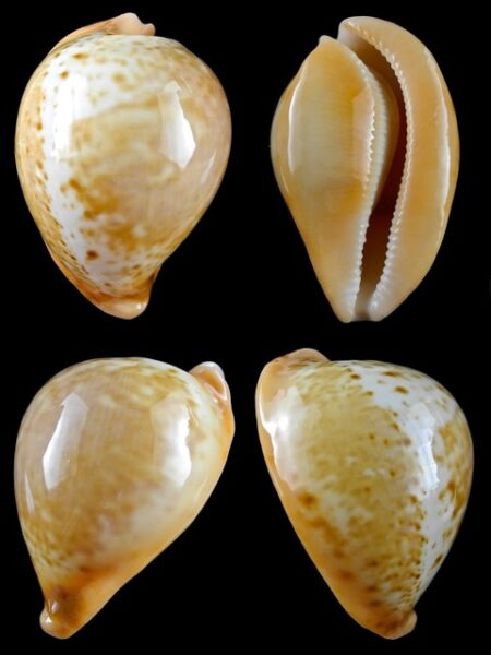 Umbilia armeniaca westralica 85,4 mm Gem-0