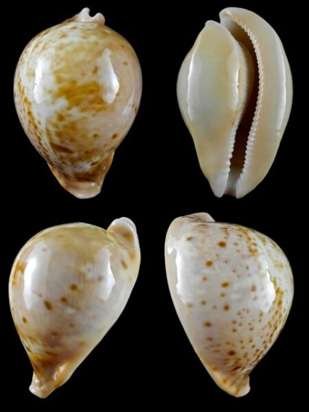 Umbilia armeniaca westralica 94,9 mm Gem-0
