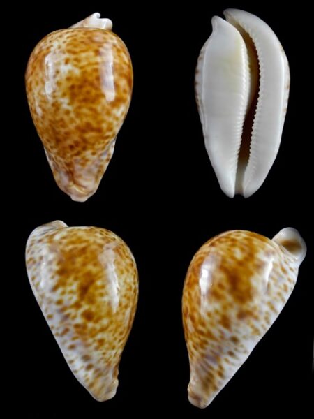 Umbilia hesitata hesitata 94,4 mm Gem-0